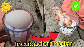 Como Hacer Incubadora en un VASO con Luz SOLAR  Eclosión de pollo a la luz del sol sin bombilla 🐣🐣 [upl. by Anaira858]