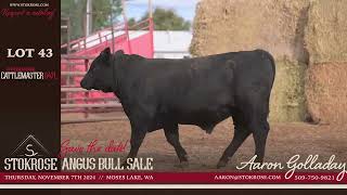 Lot 43 Stokrose Cattlemaster 647L [upl. by Wasserman]