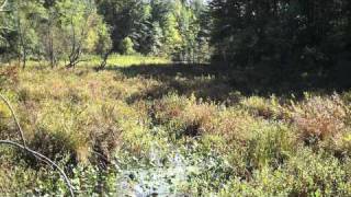 Great Swamp  Observation Center  njHikingcom [upl. by Annwahs]