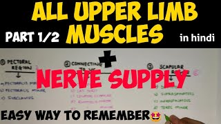 All Upper Limb Muscles 12  Upper Limb Muscles  Anatomy [upl. by Albur]