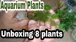 Aquatic plants unboxing India  Bunnycart  Online aquatic plants review [upl. by Steffi]