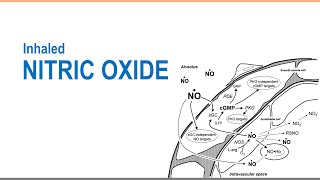 iNO Inhaled Nitric Oxide [upl. by Berkow890]