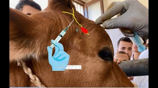 🐄 Cornual nerve block for cow dehorning🐄 Cuerno de vaca bloqueo nervioso Kuh mit Hornnervenblockade🐄 [upl. by Katzir]