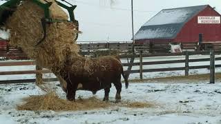 Hereford bull beating up a tractor and straw [upl. by Howlend466]