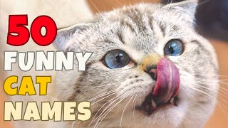 😼Funniest Cat Names 🐾 50 BEST 🐾 Amusing 😼 Hilarious Ideas  Names [upl. by Ferna]