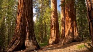 The Redwood Trees  World Tallest Trees [upl. by Miarhpe]