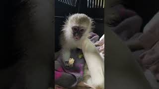 Jazzbo injured baby monkey first banana [upl. by Binetta]