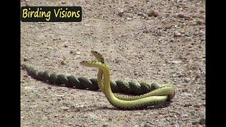 Combat in Whip snakes  Tolfa Hills Italy [upl. by Victorie]