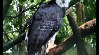 Sound of the Harpy Eagle Weltvogelpark Walsrode [upl. by Ardena]