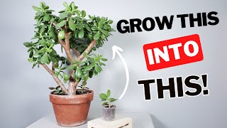 how to grow a LARGE jade plant [upl. by Onaicul433]