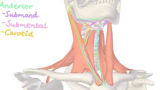 Neck Anatomy  Anterior Triangle Posterior Triangle [upl. by Arimaj678]