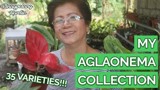 My Aglaonema Collection  35 Aglaonema Varieties [upl. by Toomay]