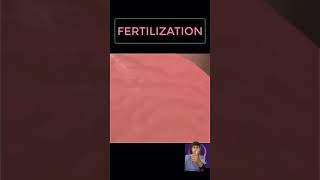 fertilization process in human shorts pregnancy [upl. by Asenad]