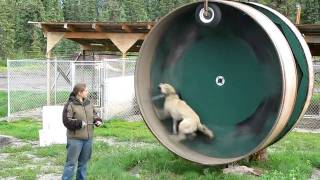 Alaskan Husky Exercise Wheel [upl. by Dumas]