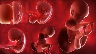 Fetal development month by month [upl. by Lustig]