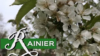 Rainier Cherry Tree in Full Bloom [upl. by Pitt]