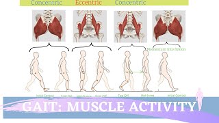 Gait Muscular Activity amp Action [upl. by Campman]