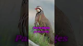 The Partridge in its Natural Habitat  Fascinating Bird Footage🐦😍shotrs birds wildlife [upl. by Zzaj]