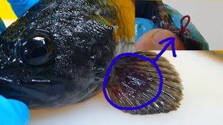 Worm Parasites in FishRockfish [upl. by Sisxela]