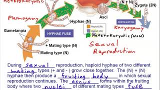 Phylum Ascomycota [upl. by Eilsehc]