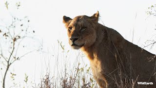 SafariLIVE Sunrise Safari  07 July 2024 [upl. by Hadeis]