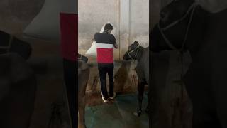 Dairy lifetrending youtubeshorts dairyfarm farming shortvideo dairy shorts trendingshorts [upl. by Mert]