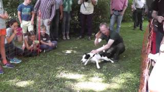 Dackelrennen  Hunderennen Probsteierhagen 07082016  Dog Race [upl. by Pavlov]