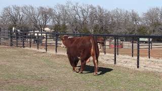 Hereford Bull 352 [upl. by Peednam80]