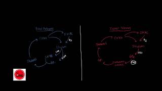 BASAL GANGLIA  Direct and Indirect Pathway SIMPLIFIED amp EXPLAINED [upl. by Aehs]