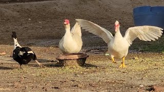 Muscovy duck Pet [upl. by Sadnalor]