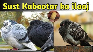 sust kabutar ka ilaaj kaise karen Ghatak Nahin Raha trending video viral [upl. by Utter]