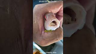 The Fish Tongue Parasite [upl. by Waldon]