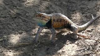 Common Collared Lizard doing pushups who you looking at [upl. by Asli]