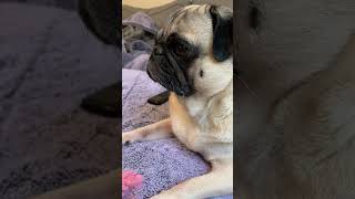 Sassy just slept through it lol pug puggle boxer cheagle cute cutedogs [upl. by Sarge104]