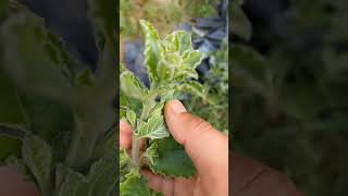 ঔষধি গাছ rabiulsirvlogs garden flowers agriculture gardening nature plants fruit ayurved [upl. by Arnoldo63]