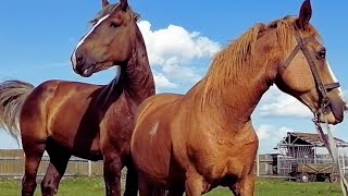 Stallion cares for gypsy mare । Видео о лошадях [upl. by Charla]