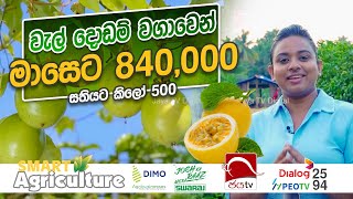 වැල් දොඩම් වගාවෙන් මාසෙට 840000  Smart Agriculture  Ep 04  2024 10 20 [upl. by Iroc]