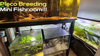 Pleco Breeding Mini Fishroom Project [upl. by Leoine]