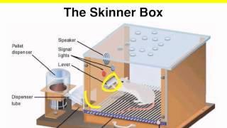 Operant Conditioning  Skinner box experiment  VCE Psychology [upl. by Isbel]