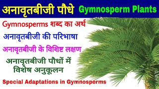 Gymnosperm Plants अनावृतबीजी पौधे विशिष्ट लक्षणSalient Features Special Adaptations Biology [upl. by Idel]