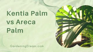 Kentia Palm vs Areca Palm 1 [upl. by Shanie472]