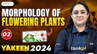 Morphology of flowering plants  Part 2  Class 11 NEET Biology  NEET Yakeen  Meetu Maam [upl. by Thurmond]