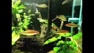 24quot Planted Tank w Puntius Denisonii Botia almorhae Geophagus sp quotTapajosquot Rosy Tetra [upl. by Airdnaed]