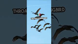 Unbelievable Bird Migrations Natures Greatest Journeys [upl. by Raimundo]