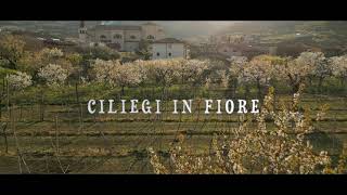 Ciliegi in fiore Montecchia di Crosara 4K [upl. by Bahr875]