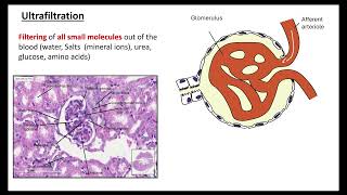 Ultrafiltration OCR A ALevel Biology 512Excretion as an example of homeostatic control [upl. by Joana]