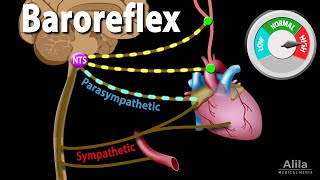 Baroreflex Regulation of Blood Pressure Animation [upl. by Arotahs639]