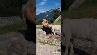 beautiful shepherdess and goatsshortvideo [upl. by Hannaj665]