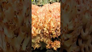 Рогатик гроздевой Ramaria botrytis short shorts [upl. by Ruffin]