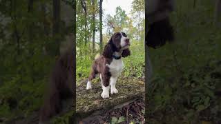 Springer Spaniel Out On A Big Adventure springerspaniel spaniel dogtraining [upl. by Malchus]